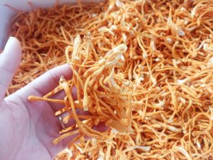 Phân Loại Đông Trùng Hạ Thảo Bạn Cần Biết