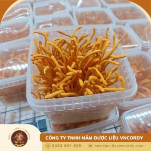 Nấm Đông trùng hạ thảo tươi hộp 150g